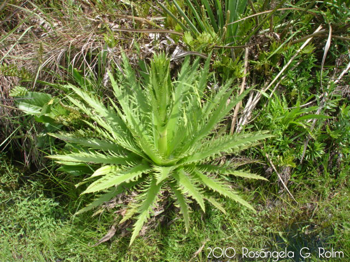 Eryngium floribundum