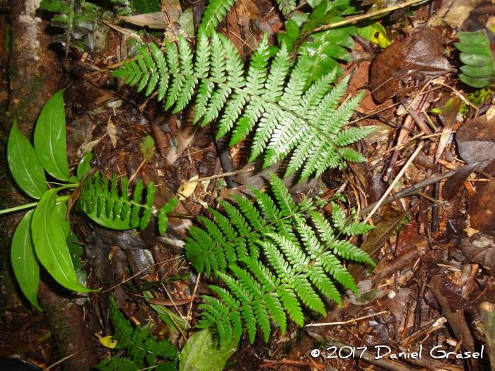 Thelypteris regnelliana