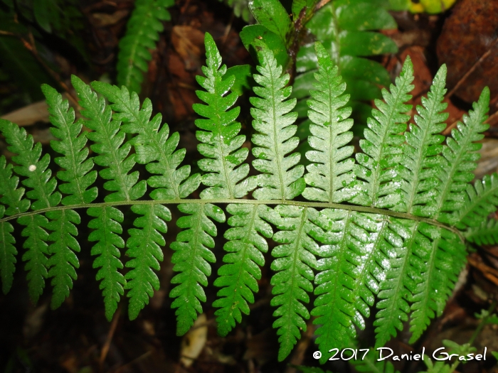 Thelypteris regnelliana