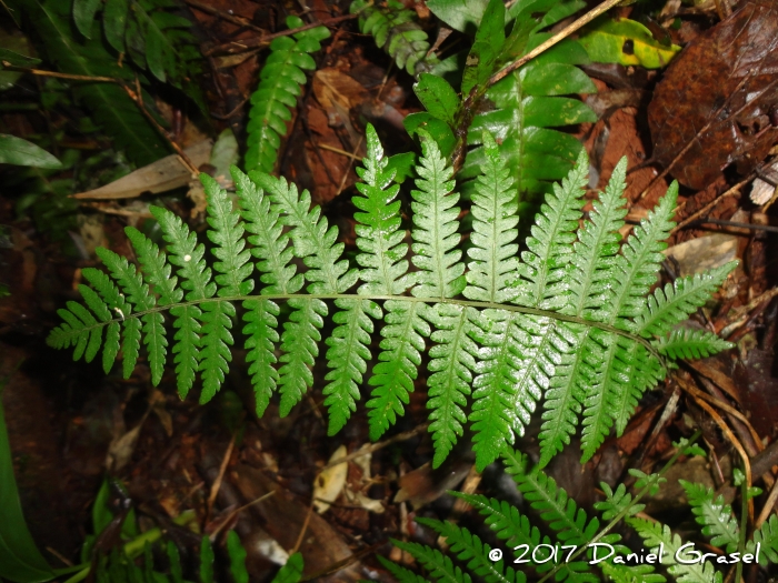 Thelypteris regnelliana