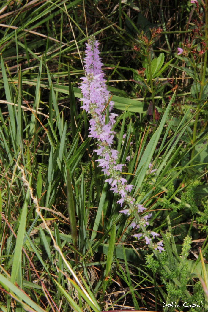 Cunila galioides