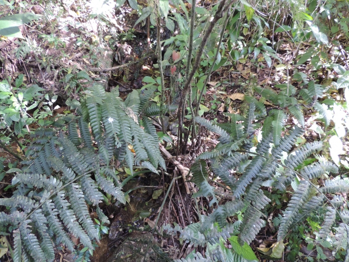 Diplazium lindbergii