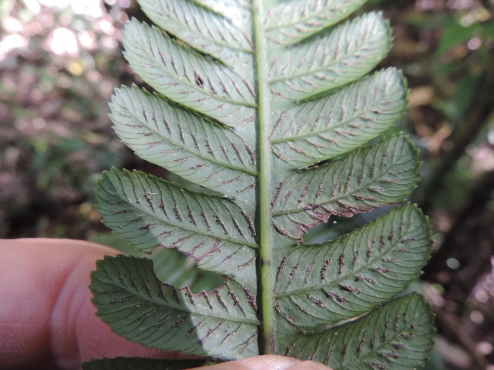 Diplazium lindbergii