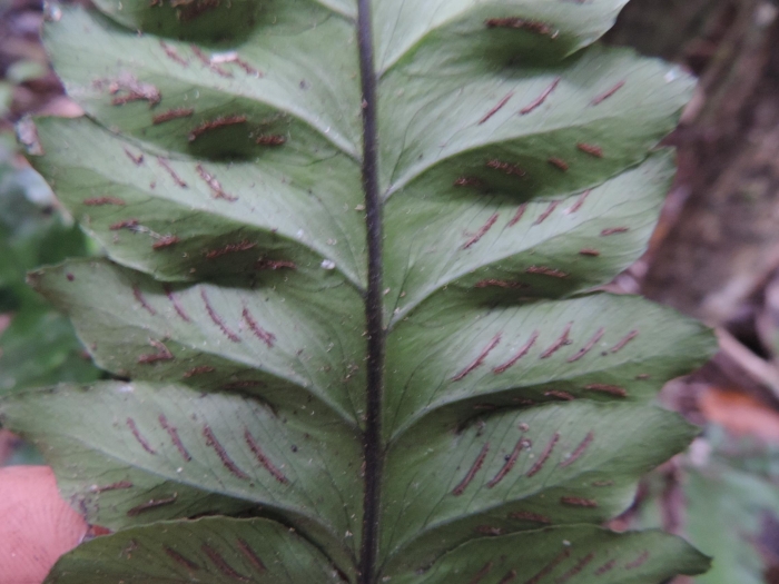 Diplazium riedelianum