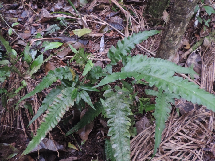 Diplazium riedelianum