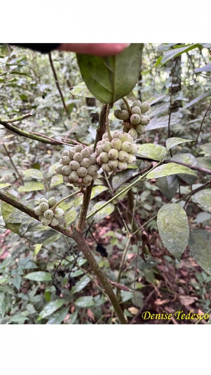 Mollinedia schottiana