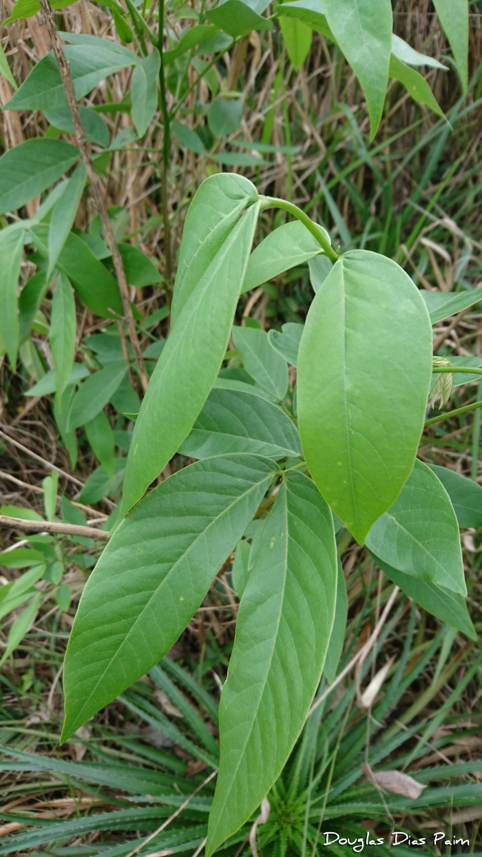 Senna macranthera