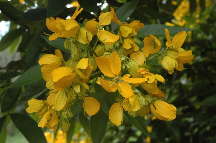 Senna macranthera