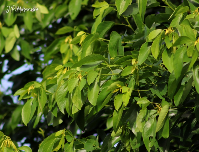 Senna macranthera