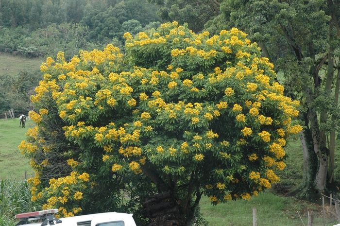 Senna macranthera