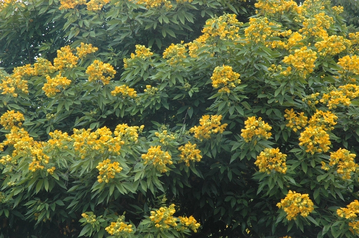Senna macranthera