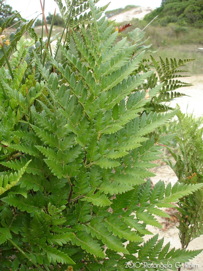 Rumohra adiantiformis