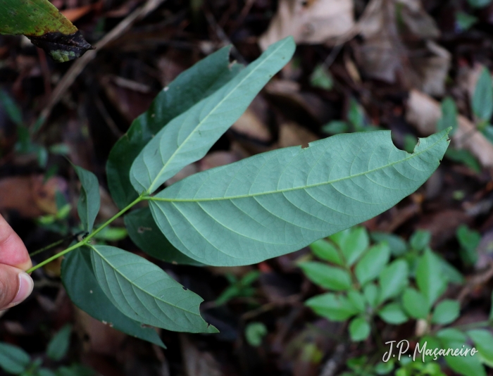 Senna macranthera