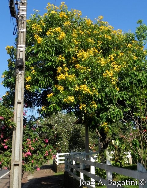 Senna macranthera