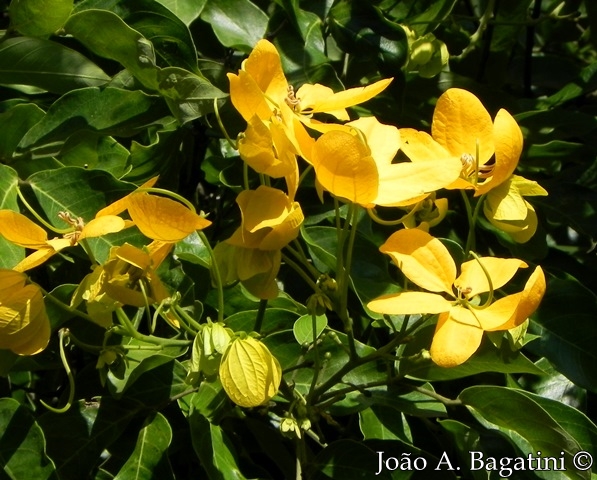 Senna macranthera