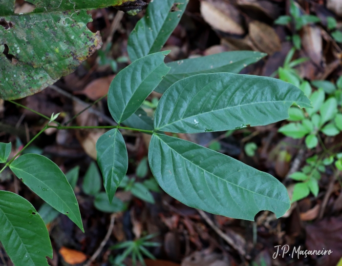 Senna macranthera