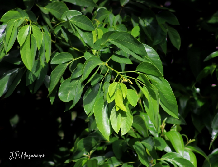 Senna macranthera