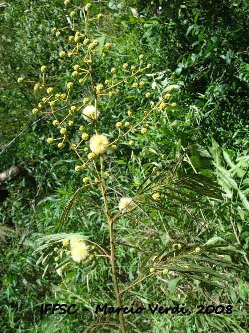 Senegalia magnibracteosa