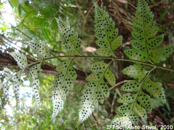 Rumohra adiantiformis