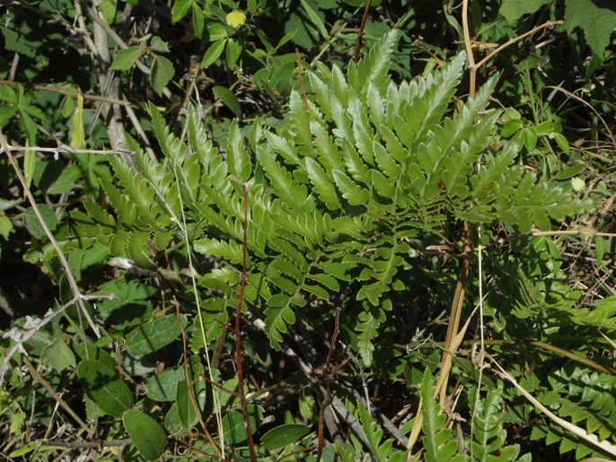 Rumohra adiantiformis