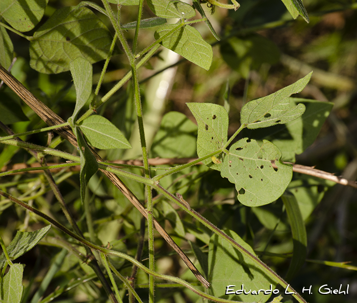 Rhynchosia edulis