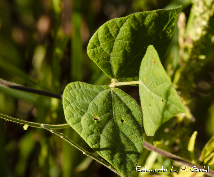 Rhynchosia edulis