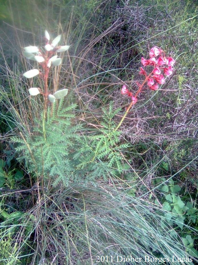 Pomaria rubicunda