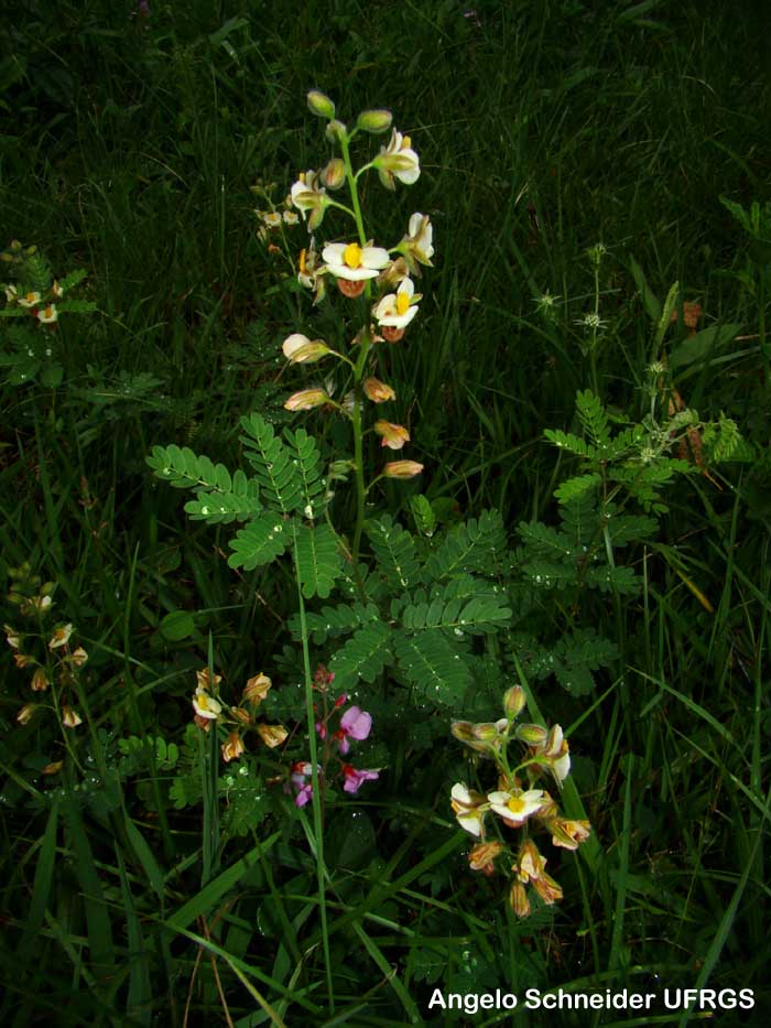 Pomaria pilosa