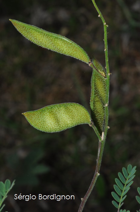 Pomaria pilosa