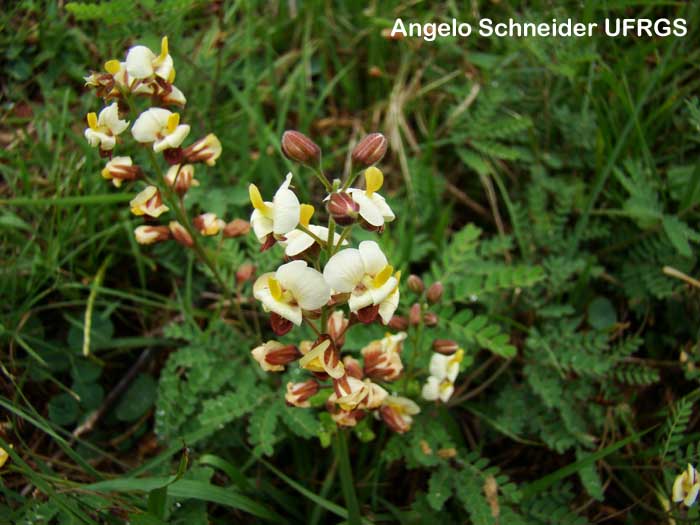 Pomaria pilosa