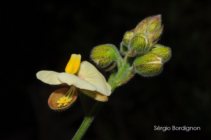 Pomaria pilosa