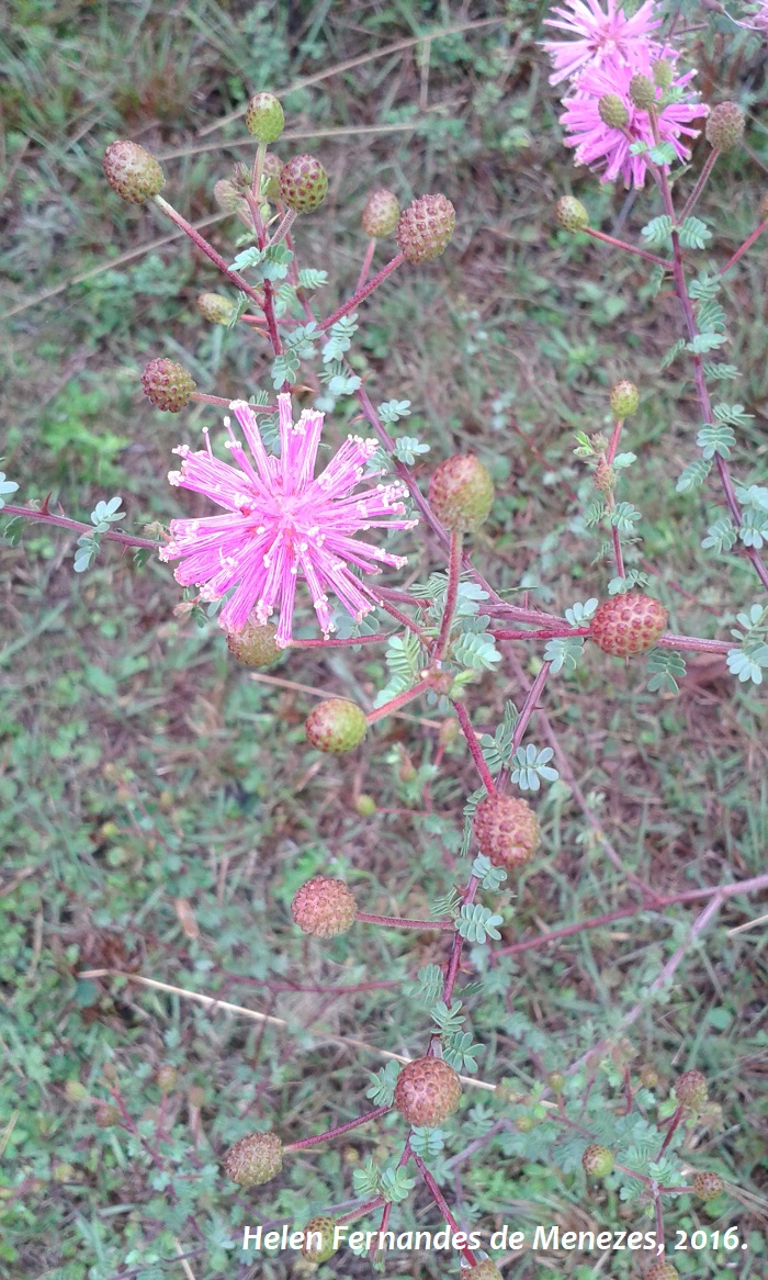 Mimosa sparsa