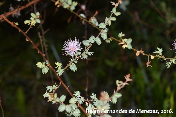 Mimosa sparsa