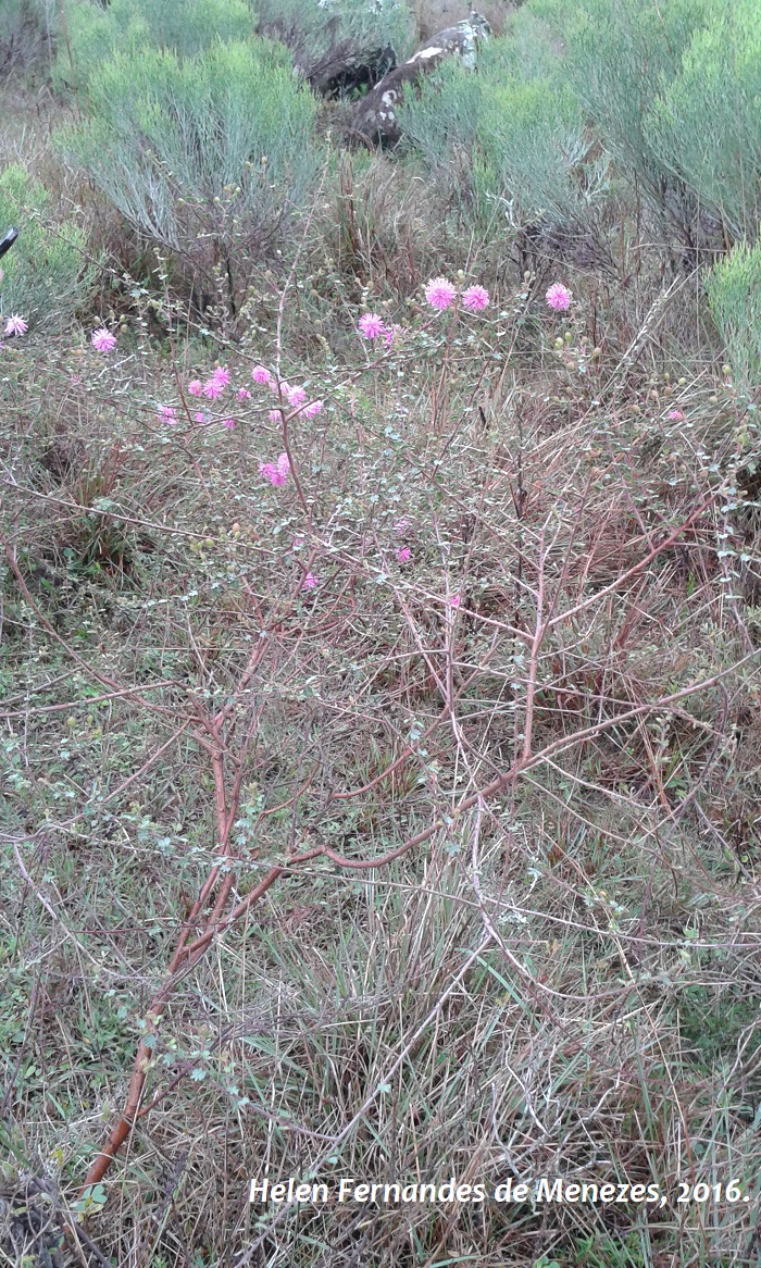 Mimosa sparsa