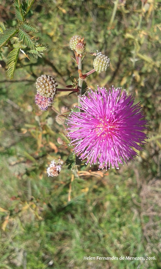 Mimosa sparsa