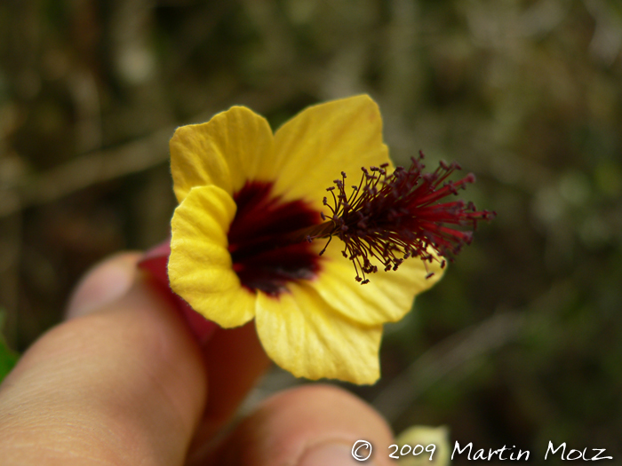 Abutilon vexillarium