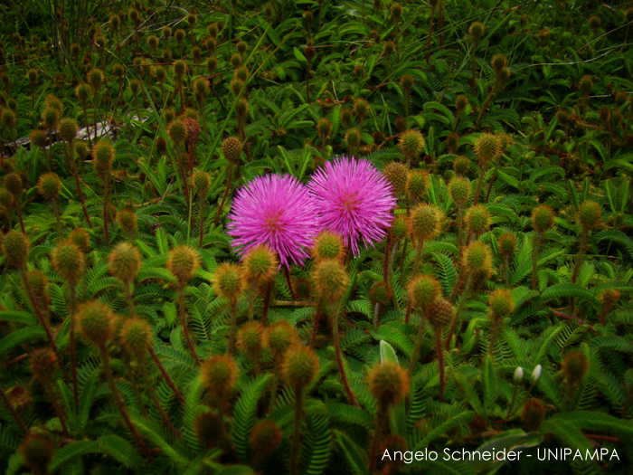 Mimosa fachinalensis