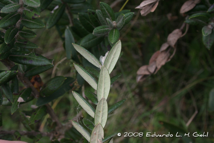 Myrceugenia myrtoides