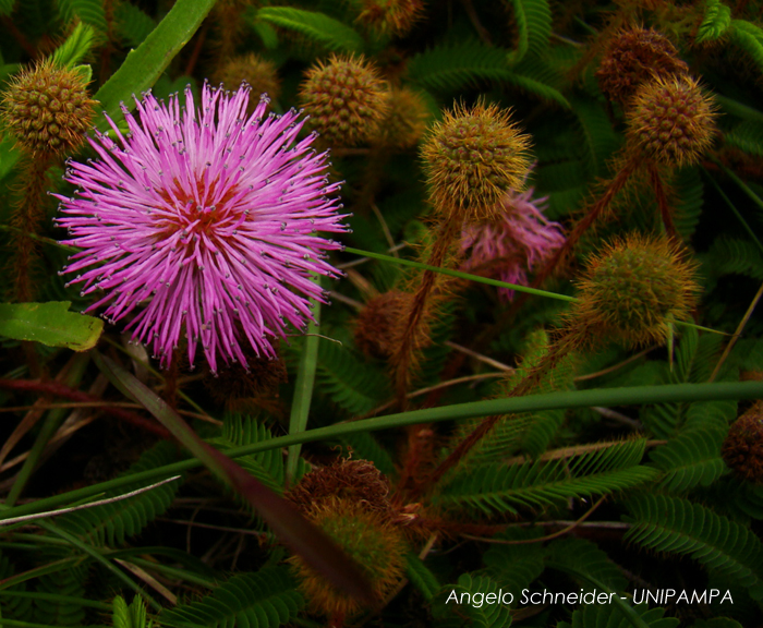 Mimosa fachinalensis