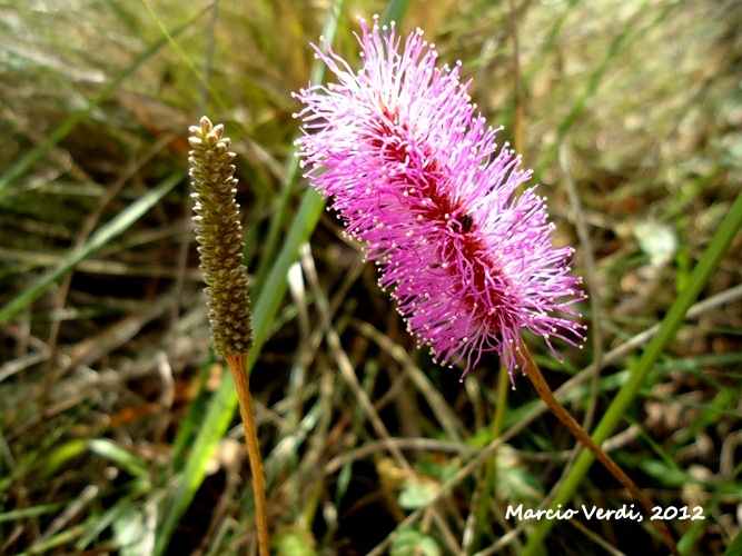 Mimosa dutrae