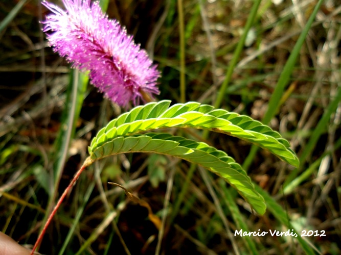 Mimosa dutrae