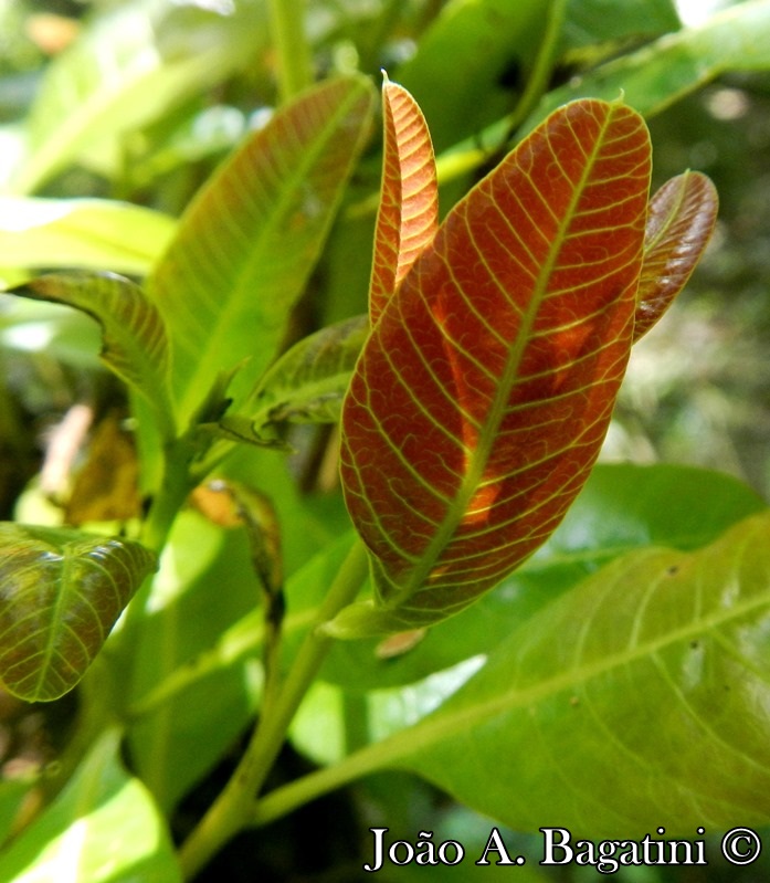 Lithraea brasiliensis