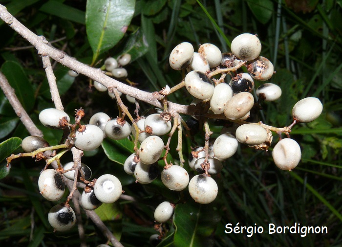 Lithraea brasiliensis