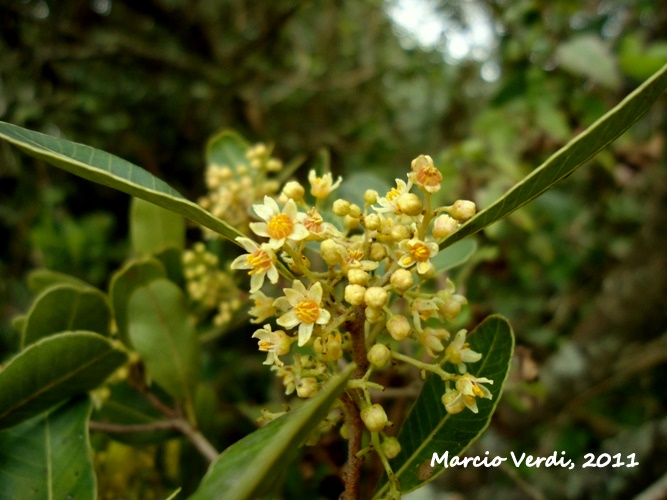 Lithraea brasiliensis