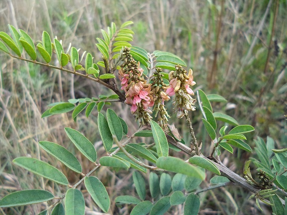 Indigofera hirsuta