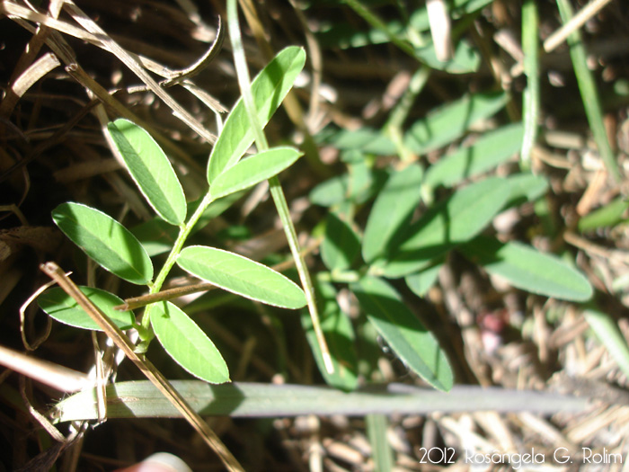 Indigofera campestris