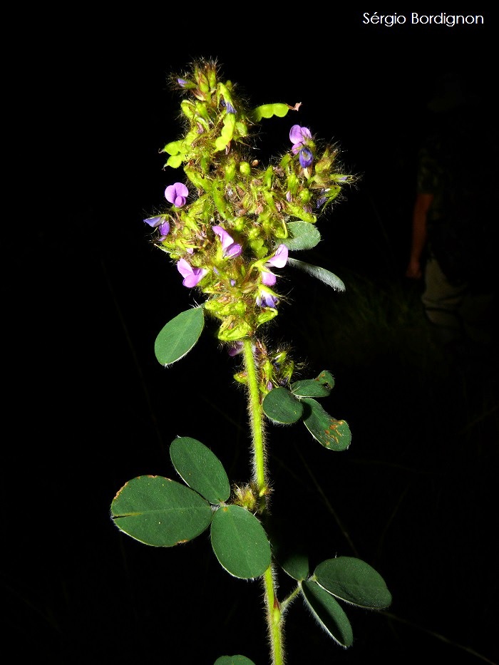 Desmodium barbatum