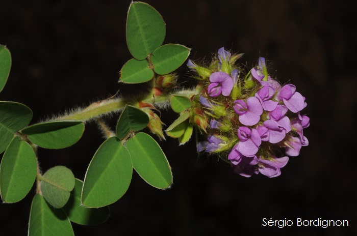 Desmodium barbatum