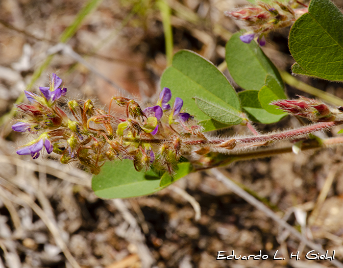 Desmodium barbatum