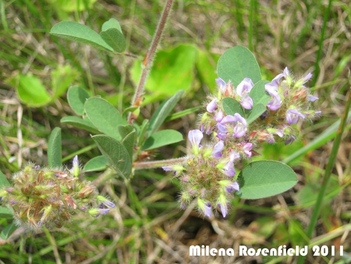 Desmodium barbatum